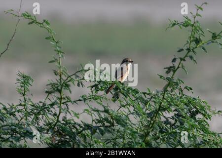 Ein Isabelliner Würger (Lanius isabellinus) auch bekannt als Daurian Würger, thront auf einem Akazienbaum, Kutch Region, Gujarat, Indien. Stockfoto