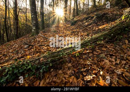 Die Sonne zeigt die Herbstfarben der Blätter und Bäume in Mata de Albergaria (Parque National da Peneda-Real ês) Stockfoto