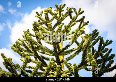 Araucaria araucana wird im Allgemeinen Affenrätselbaum, Affenschwanz, piñonero oder chilenische Kiefer genannt Stockfoto