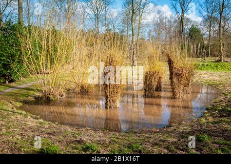 Willow skulptiert und verdreht in einem Teich, Großbritannien Stockfoto