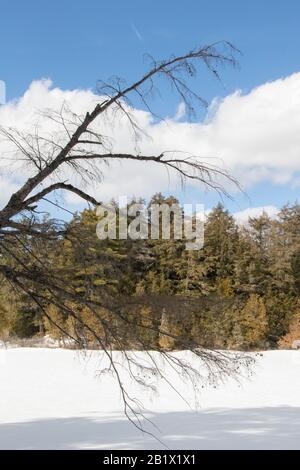 Ein toter Baum, der sich unter wunderschönem Winterhimmel in Muskoka über einen gefrorenen See neigt Stockfoto