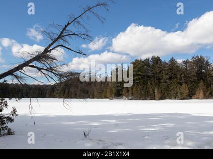 Ein toter Baum, der sich unter wunderschönem Winterhimmel in Muskoka über einen gefrorenen See neigt Stockfoto