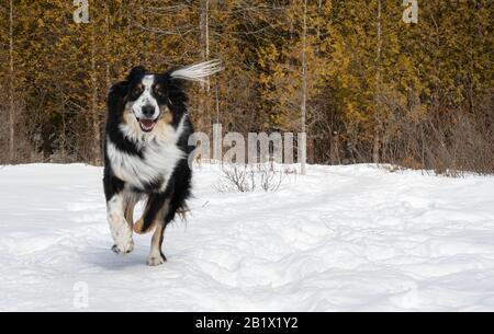 Ein australischer Collie MIX-Hund, der an einer Reihe von Zedern in einem verschneiten Feld vorbeiläuft Stockfoto