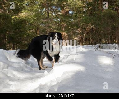 Ein süßer Aussie Shepherd Collie MIX-Hund in einem verschneiten Wald in Ontario Stockfoto