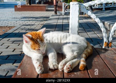 Eine hübsche orange-weiße Kurzhaarschnitzelkatze entspannt sich auf einer Bank auf dem Sultanahmet-Platz in der Türkei in Istanbul. Stockfoto