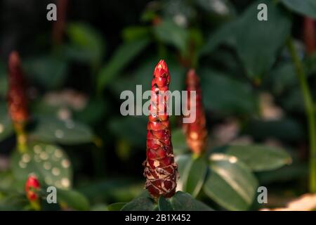 Nahaufnahme eines roten Costus (Spiralwurzel, Spiralginger, Zierringer) vor einer grünen Palme Stockfoto