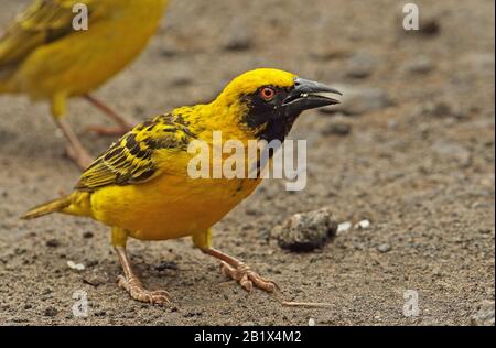 Village Weaver (Ploceus cucullatus spilonotus) adultes Männchen, das sich auf dem Boden ernährt, führte die Art Mauritius-November ein Stockfoto