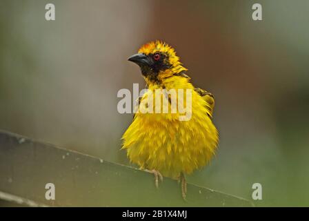 Dorfweaver (Ploceus cucullatus spilonotus) adultes Männchen, das nach dem Baden auf nasser Vegetation thront, führte die Art "Mauritius Nov" ein Stockfoto