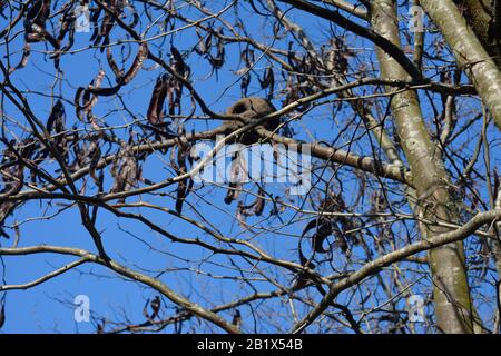 Aires de Campo pampeano Stockfoto