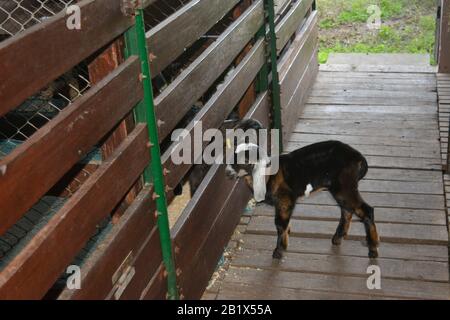 Aires de Campo pampeano Stockfoto