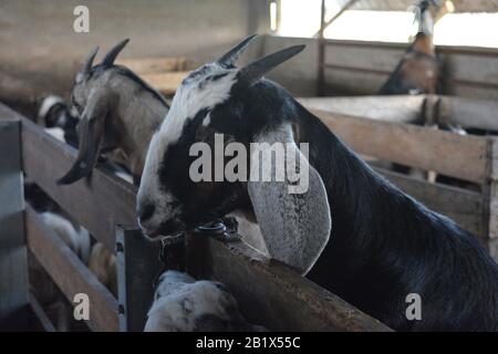 Aires de Campo pampeano Stockfoto