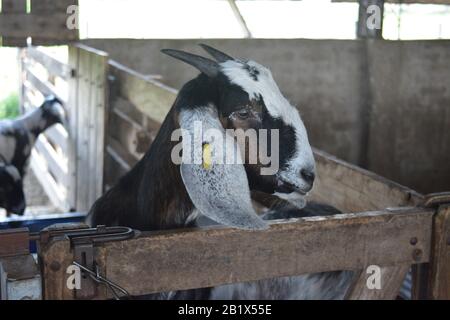 Aires de Campo pampeano Stockfoto