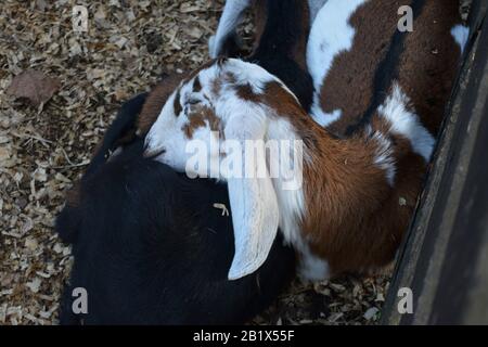 Aires de Campo pampeano Stockfoto