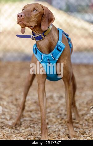 1 Jahr Alt Vizsla Puppy Male Stockfoto