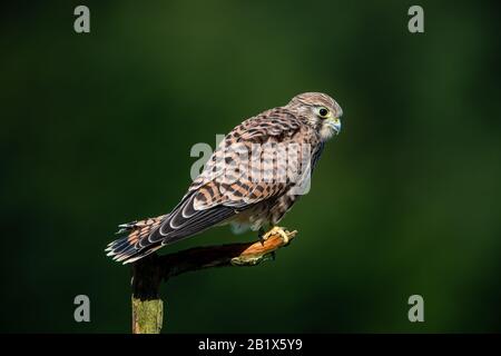 Die Jagdposition im Profil für den jungen Kestrel (Falco tinnunculus) mit einem schönen grünen, entschärften Hintergrund Stockfoto