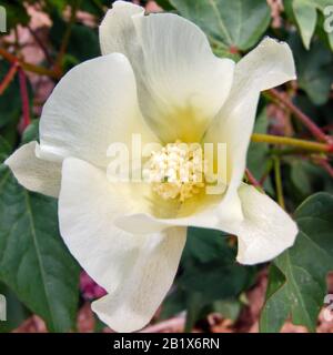 Blume der Baumwollpflanze. Diese schlichte weiße Blume gehört zur hochwertvollen Baumwollpflanze. Die Fasern, die in der Samenschale dieser Pflanze hergestellt werden, mA Stockfoto