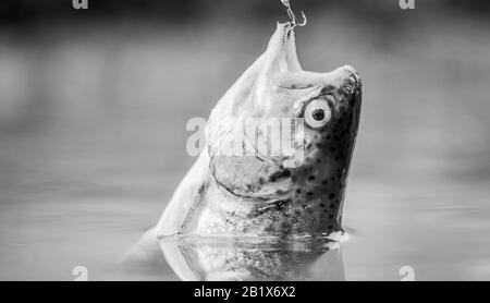 Fisch in der Falle hautnah. Angelausrüstung. Köder Löffel Angeln Zubehör. Opfer der Wilderei. Speichern der Natur. Am Haken. Stille Konzept. Fisch Forelle im Süßwasser gefangen. Fisch offenen Mund hängen an Haken. Stockfoto