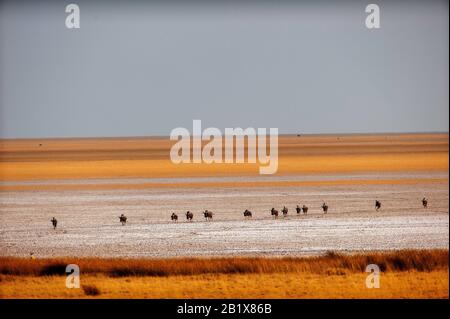 Wildebeest und Springbok am Okondeka Wasserloch, die weiten des Etosha Pan sind in der Ferne zu sehen, Etosha National Park, Namibia Stockfoto