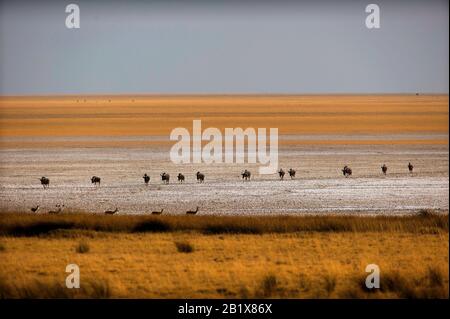 Wildebeest und Springbok am Okondeka Wasserloch, die weiten des Etosha Pan sind in der Ferne zu sehen, Etosha National Park, Namibia Stockfoto