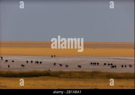 Wildebeest und Springbok am Okondeka Wasserloch, die weiten des Etosha Pan sind in der Ferne zu sehen, Etosha National Park, Namibia Stockfoto