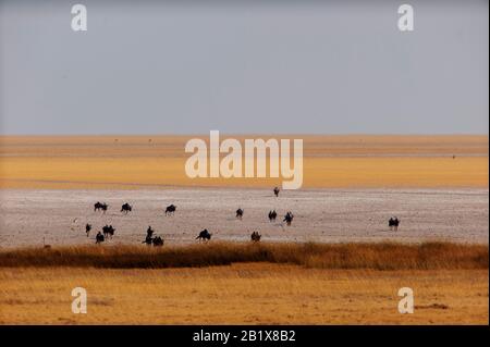 Wildebeest und Springbok am Okondeka Wasserloch, die weiten des Etosha Pan sind in der Ferne zu sehen, Etosha National Park, Namibia Stockfoto