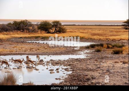 Springboks (Antidorcas marsupialis trinkend unter der Aufsicht einiger Löwen (Panthera leo) rechts, in der Nähe einiger Büsche, Etosha National Park, Namibia Stockfoto