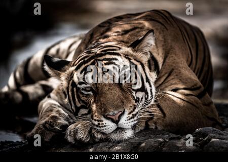 Ranthambore wilder männlicher Tiger Bildart Porträt wilder männlicher bengalischen Tiger extreme Nahaufnahme mit Augenkontakt im ranthambore Nationalpark indien Stockfoto