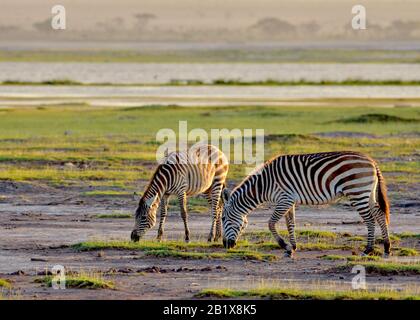 Ein Zebra-Muttertier und ihr subadultes Fohlen grasen auf dem grünen Gras in den Feuchtgebieten des Amboseli National Park, Kenia. (Equus quagga) Ökosystemansicht. Stockfoto