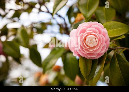 Leuchtend rosa Japanische kamelie Blume in voller Blüte Stockfoto