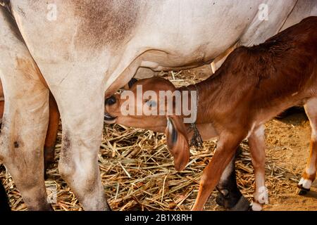 Schuss einer jungen Kalbe, die Milch von seiner Mutter trinkt Stockfoto