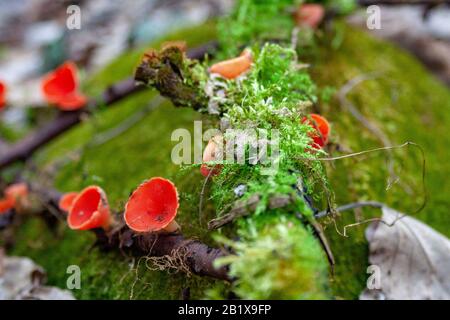 Sarcoscypha coccinea, im Allgemeinen bekannt als die scharlachrote Elf-Tasse, die scharlachrote Elf-Mütze oder die scharlachrote Schale auf dem mosigen Felsen Stockfoto