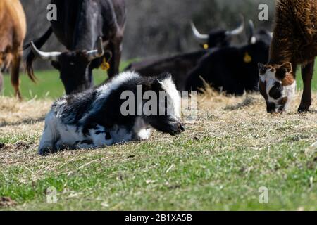 Ein süßes, schwarz-weißes Kalb mit lieblichen, unscharfen Haaren und winzigen, aufrührenden Hörnern, die in einem Heu auf einer Ranch-Weide ruhen und sich so umsehen Stockfoto