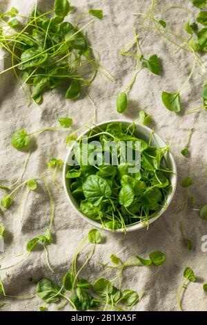 Raw Green Organic Watercress in a Bowl Stockfoto