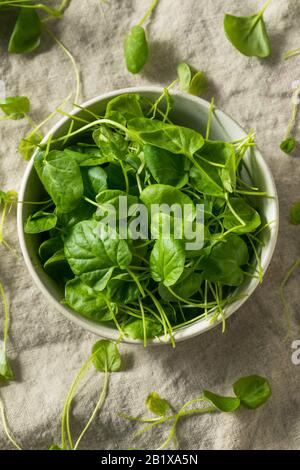 Raw Green Organic Watercress in a Bowl Stockfoto