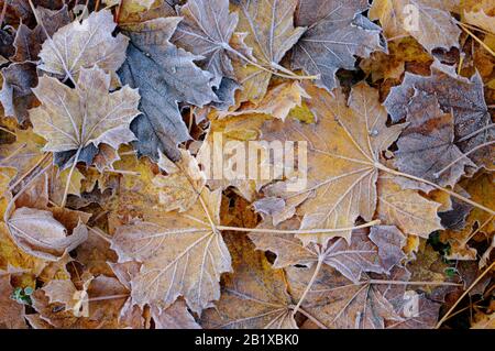 Herbst-Ahorn-Blätter mit Hoarfrost auf dem Boden. Stockfoto