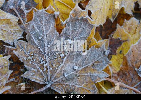 Hoarfrost auf Ahorn-Herbstblättern, auf dem Boden Stockfoto