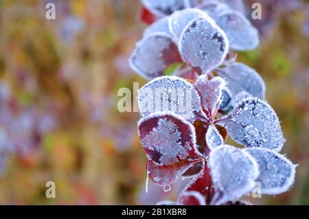 Rote Blätter mit Huffrost, Eis auf der Pflanze. Winterzeit. Stockfoto