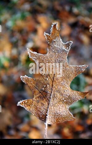 Hoarfrost Eichenblatt, Herbstzeit, gefrorene Natur. Stockfoto