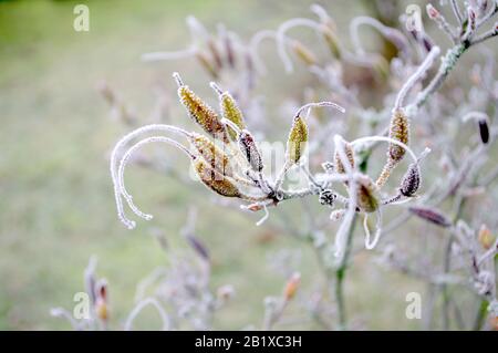 Hoarfrost-Anlage, Busch im Garten. Pastellfarben. Winter Natur im dezember Stockfoto