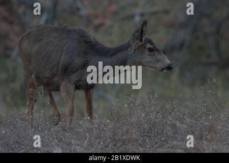 Ein Maultierhirsch (Odocoileus hemionus) aus dem Zion National Park in Utah. Der Hirsch grast auf dem Gras. Stockfoto