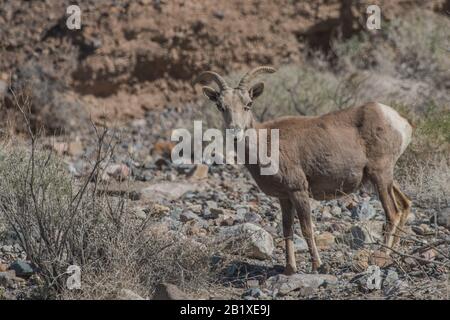 Ein Wüstenbuschschafe (Ovis canadensis nelsoni), das größte einheimische Säugetier im Todes-Valley-Nationalpark. Stockfoto