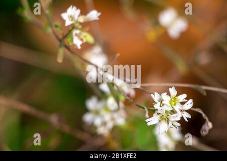 Blühende Weiße Frühlings-Dew-Blumen. Stellaria Media, Common Chickweed, Forest Or Field Summer Plant. Nahaufnahme Von Blumenblättern Mit Wassertropfen, Weich F. Stockfoto