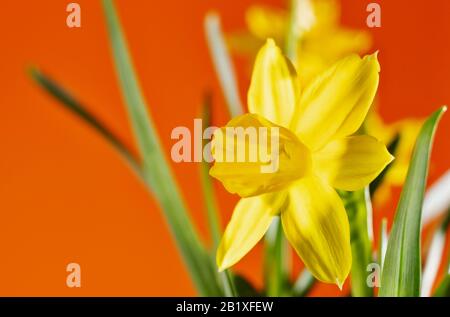 Nahaufnahme von gelben Narzissen - Narzissen auf orangefarbenem Hintergrund, schöne Korona mit lauen, Makrofotografie Stockfoto