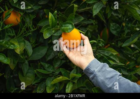 Orangenfrucht in a bemannt Hand, Nahaufnahme in einem Garten. Stockfoto