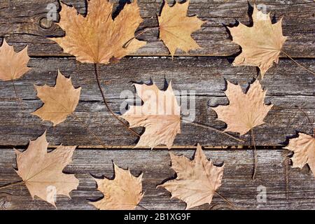 Abstrakter Texturhintergrund von trockenen braunen Ahorn-Blättern auf einer rauen Holzbrettoberfläche Stockfoto