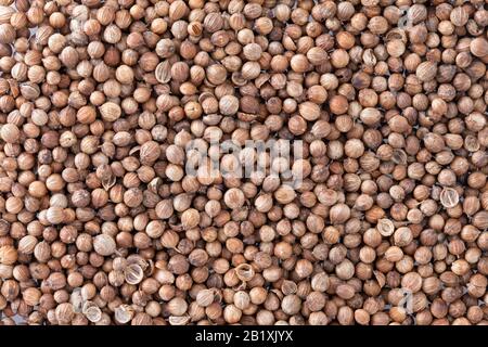 Koriander Seeds (Coriandrum sativum) Texturhintergrund. Auch Cilantro oder Dhania oder Malli genannt. Zum Kochen und für einen angenehmen Duft in Perf Stockfoto