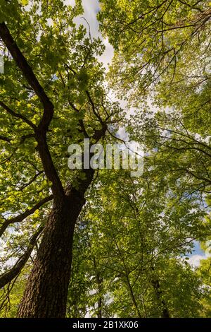 Weitwinkelansicht eines hohen Baumes im Frühling aus extrem niedriger Sicht Stockfoto