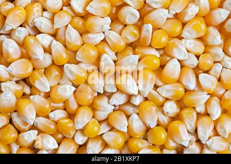 Hintergrund mit getrockneter Maisstruktur. Stockfoto