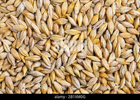 Gerstenkorn (Hordeum). Gerste ist ein großes Getreide, ein Mitglied der Familie Gras. Stockfoto