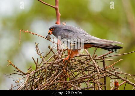 Rotfußkestrel - Falco vespertinus, schöner Kestrel aus südeuropäischen Wald- und Waldgebieten, Hortobagy, Ungarn. Stockfoto